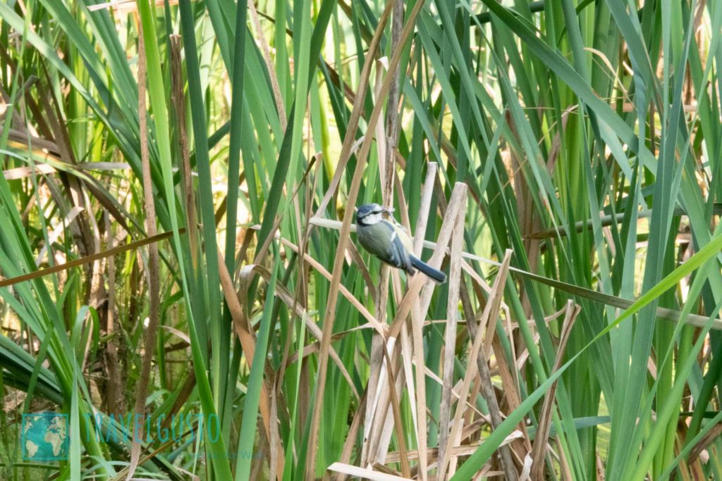 Botanischer Garten Göttingen: Schilf