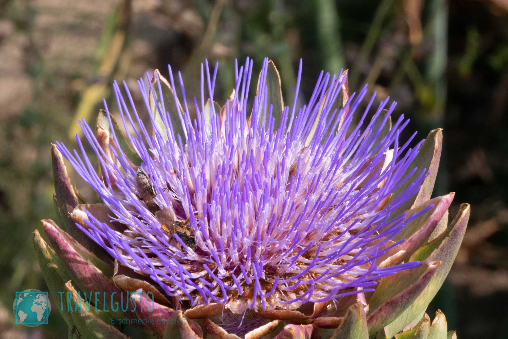 von Hallers Botanischer Garten